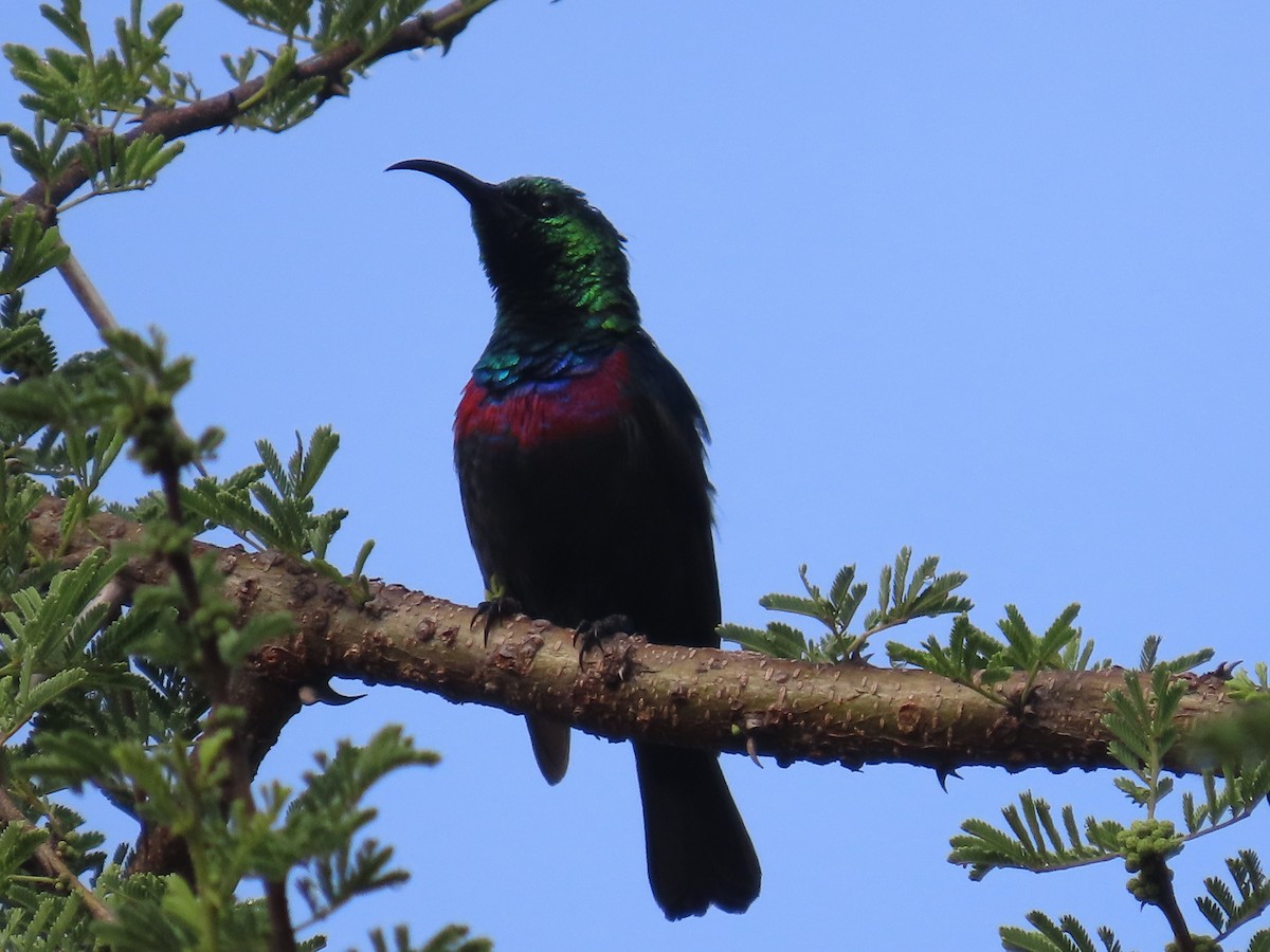 Marico Sunbird - ML646225685