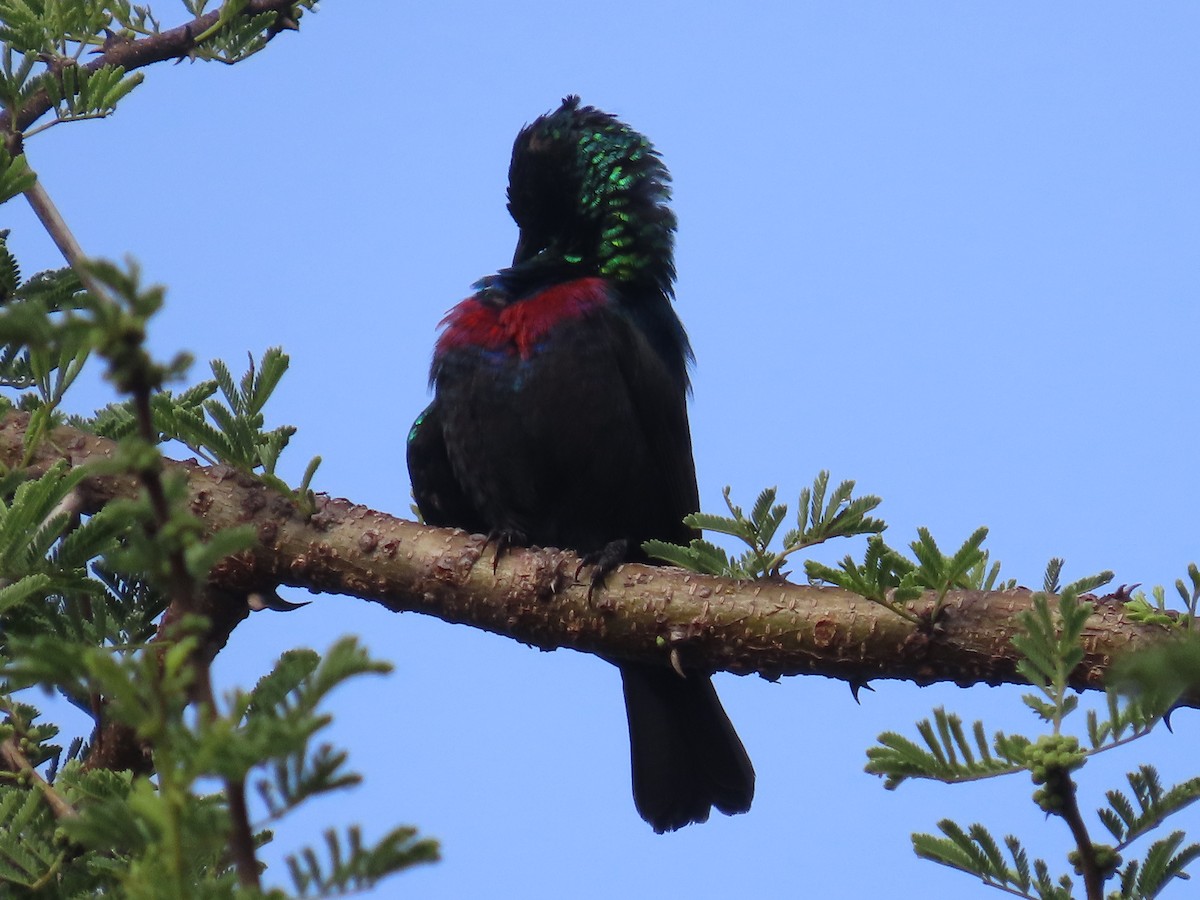 Marico Sunbird - ML646225686