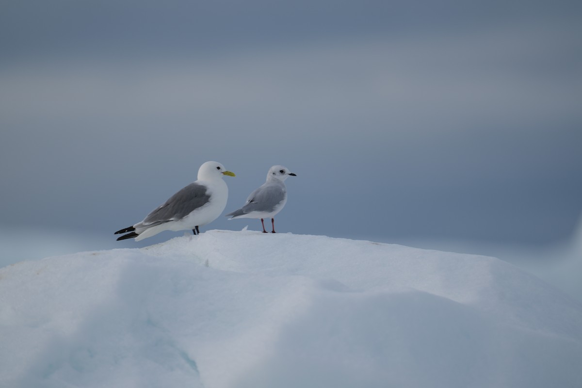 Antxeta arrosa - ML646225691