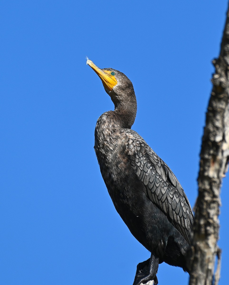 Ушастый баклан - ML646225694