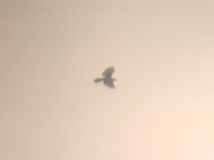 Rough-legged Hawk - ML646225696