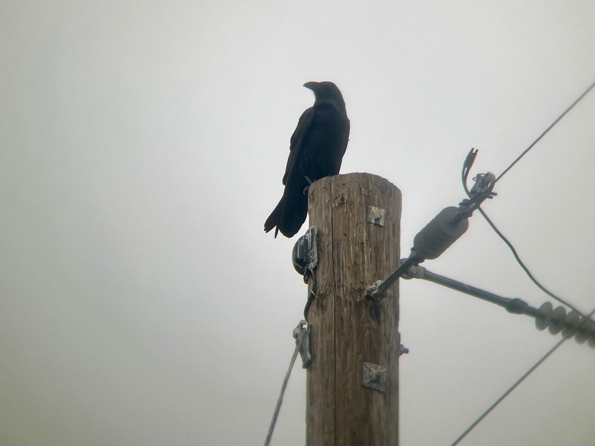 Ворон - ML646225709