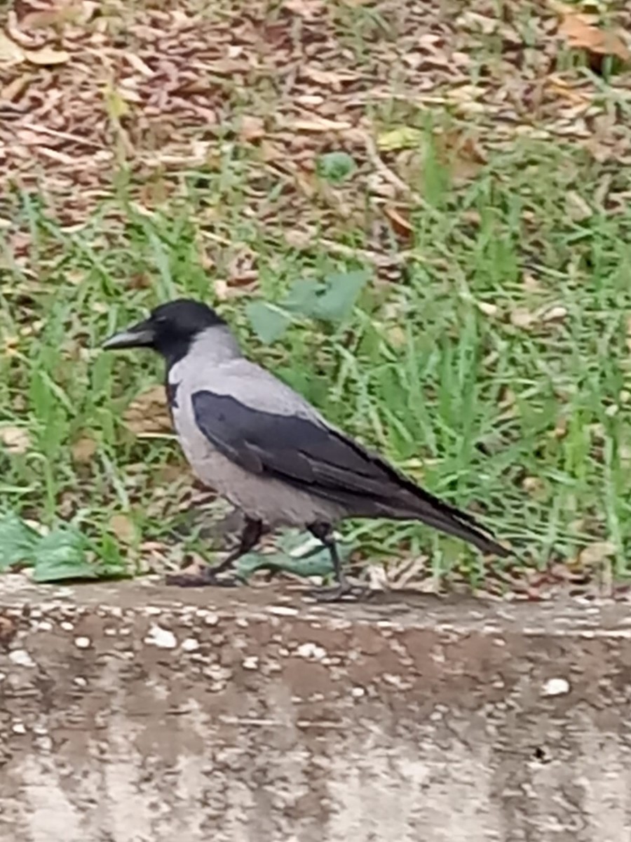 Hooded Crow - ML646225711