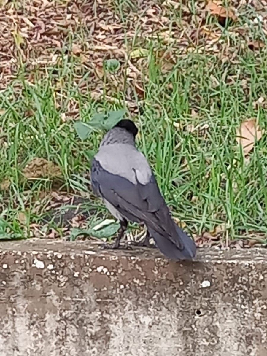 Hooded Crow - ML646225712