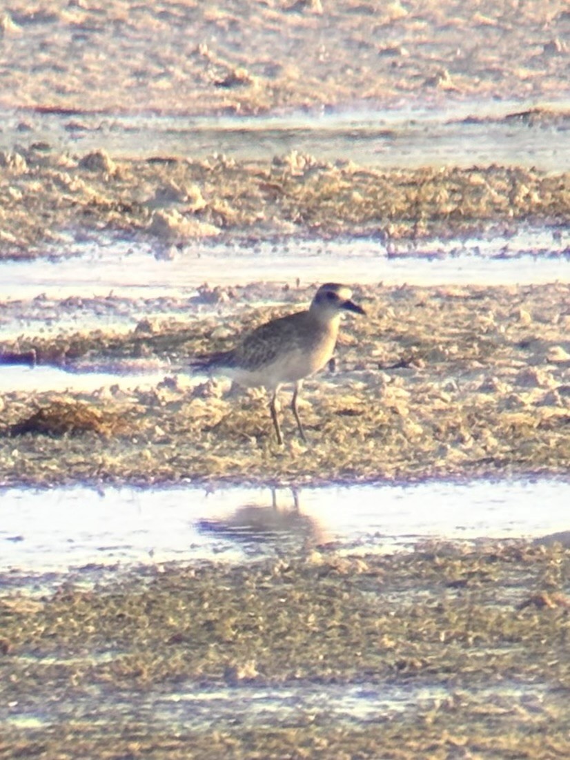 Тулес - ML646225713