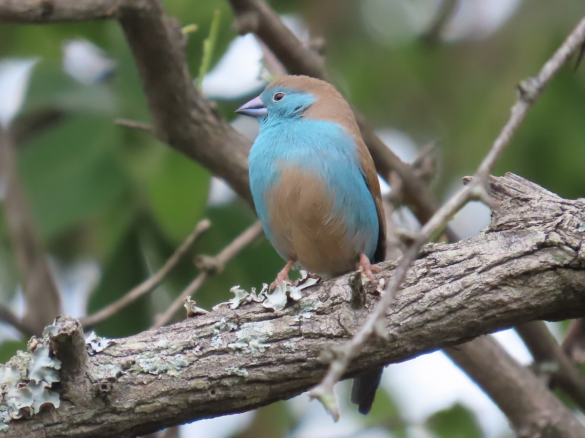 Волнистый астрильд - ML646225714