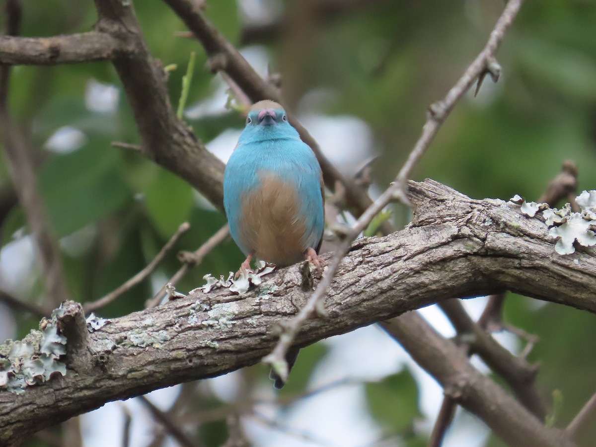 Волнистый астрильд - ML646225715