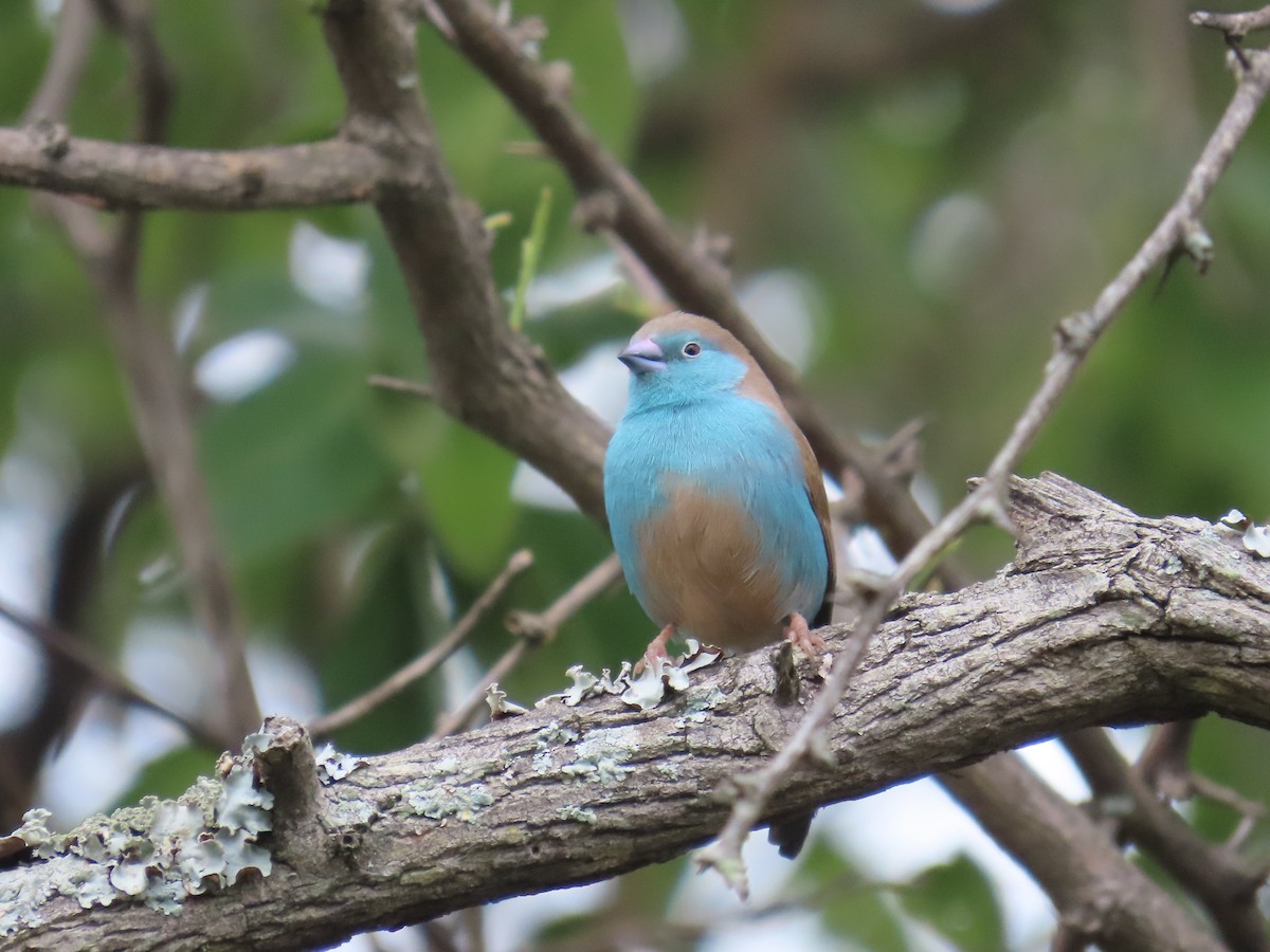 Волнистый астрильд - ML646225716