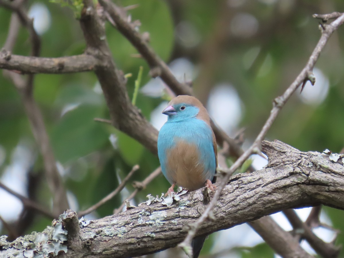 Волнистый астрильд - ML646225717