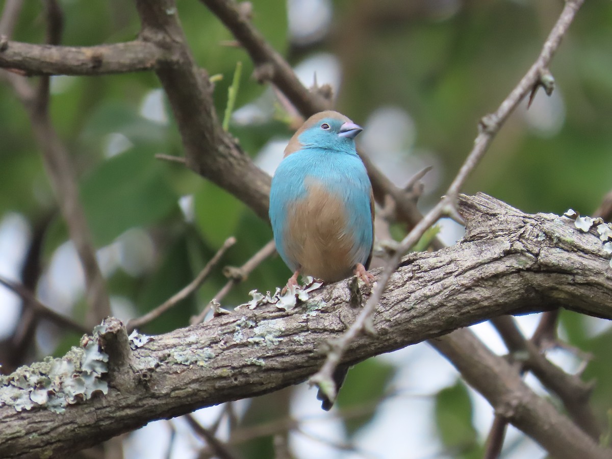 Волнистый астрильд - ML646225718
