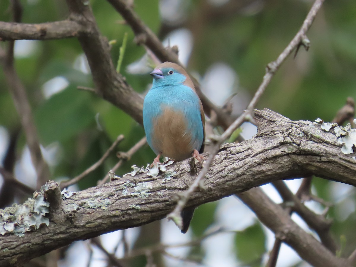 Волнистый астрильд - ML646225719