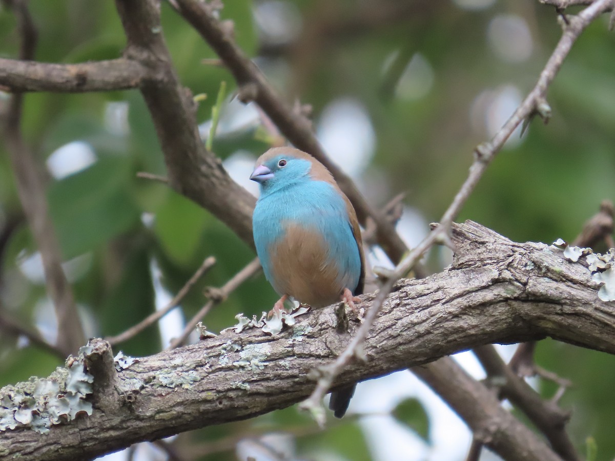 Волнистый астрильд - ML646225720