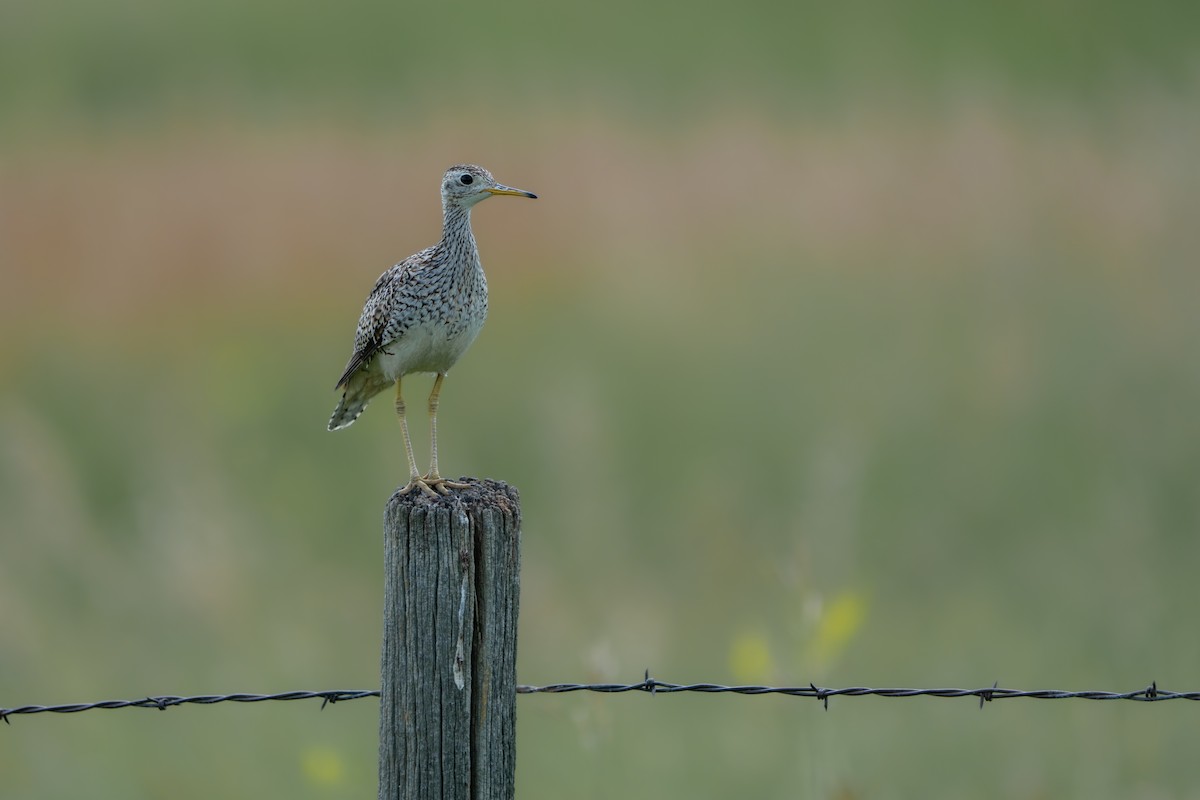 Прерийный кроншнеп - ML646225721