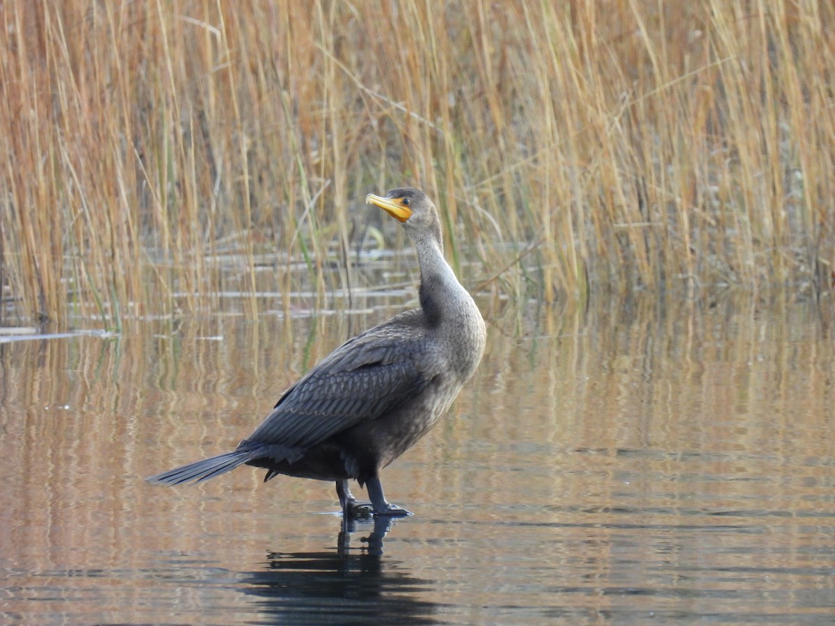 Ушастый баклан - ML646225722