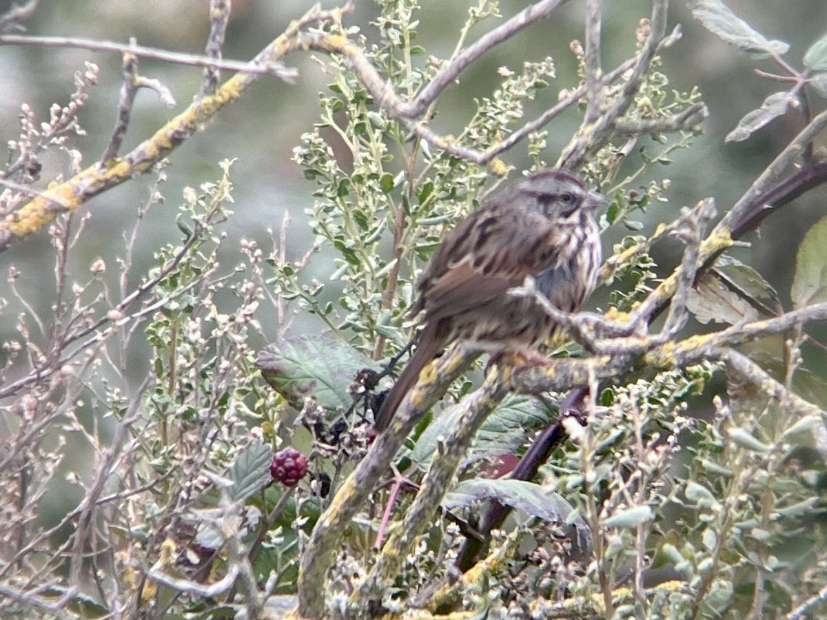 Певчая овсянка - ML646225723