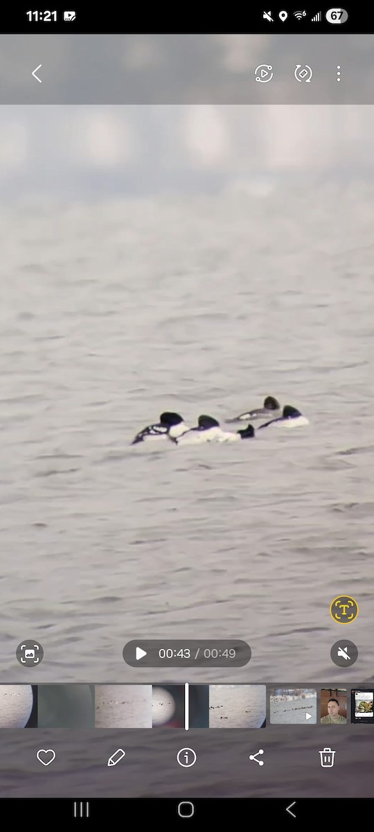 Исландский гоголь - ML646225724