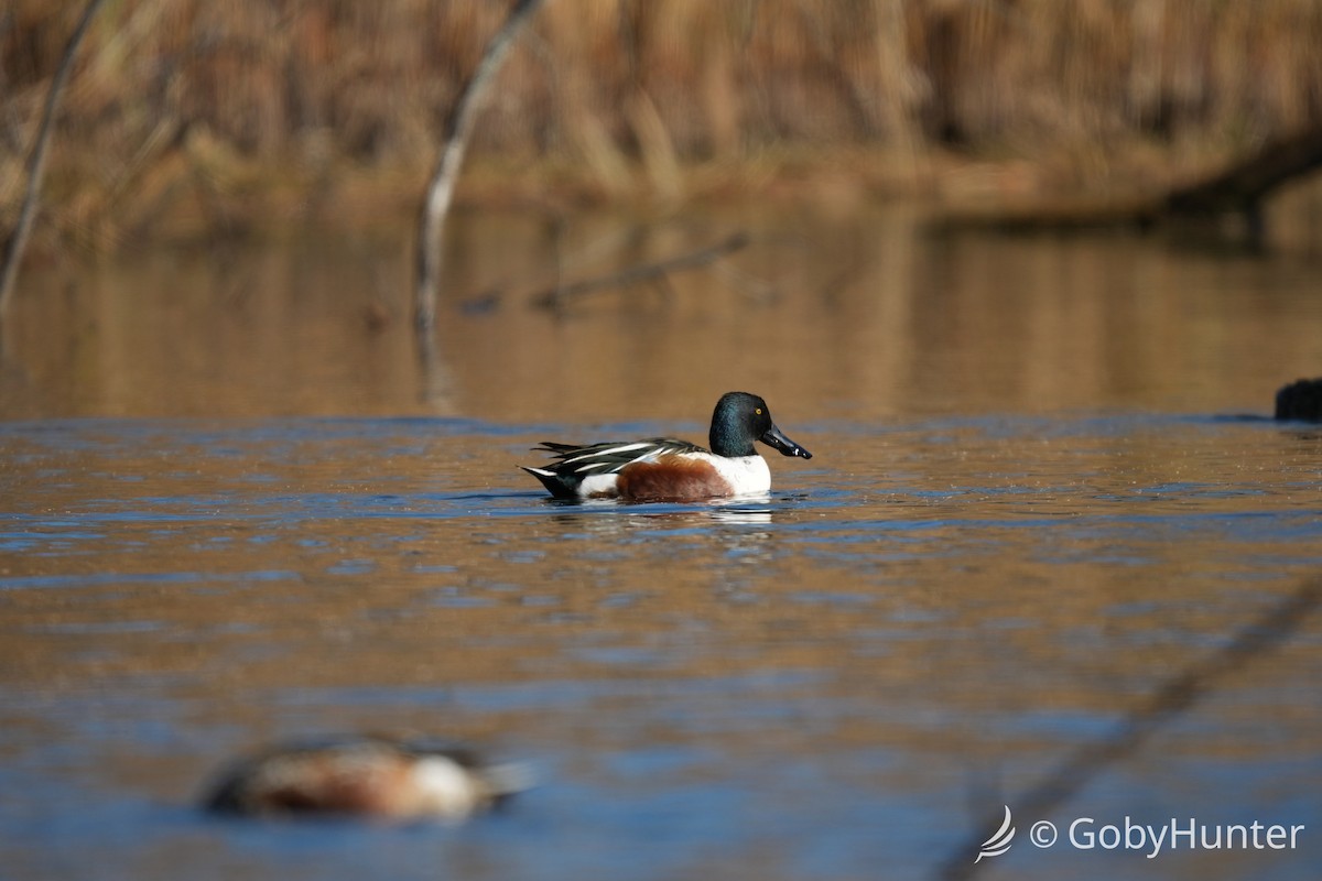 Широконоска - ML646225726
