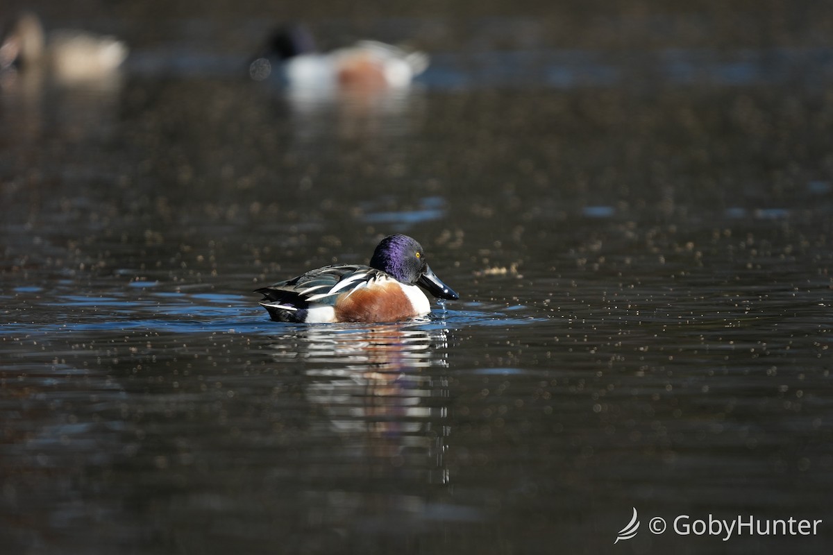 Широконоска - ML646225727