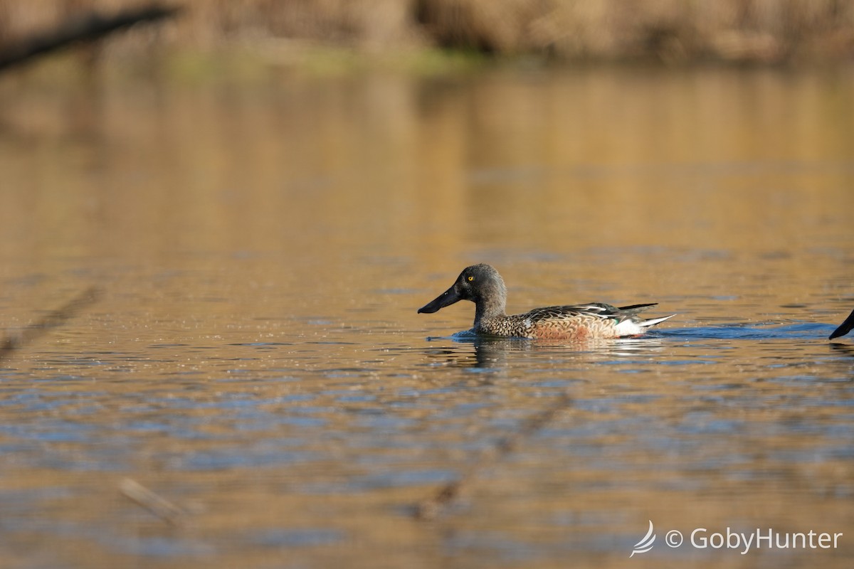 Широконоска - ML646225729