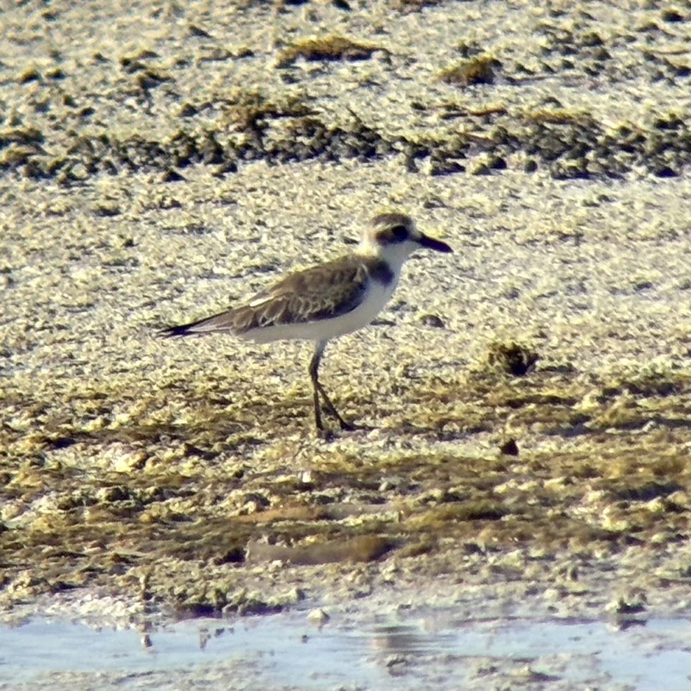 Толстоклювый зуёк - ML646225731