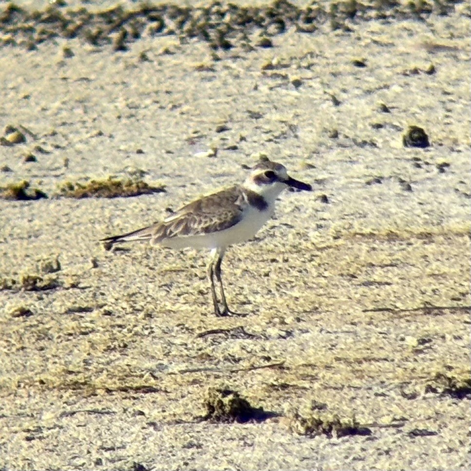 Толстоклювый зуёк - ML646225732