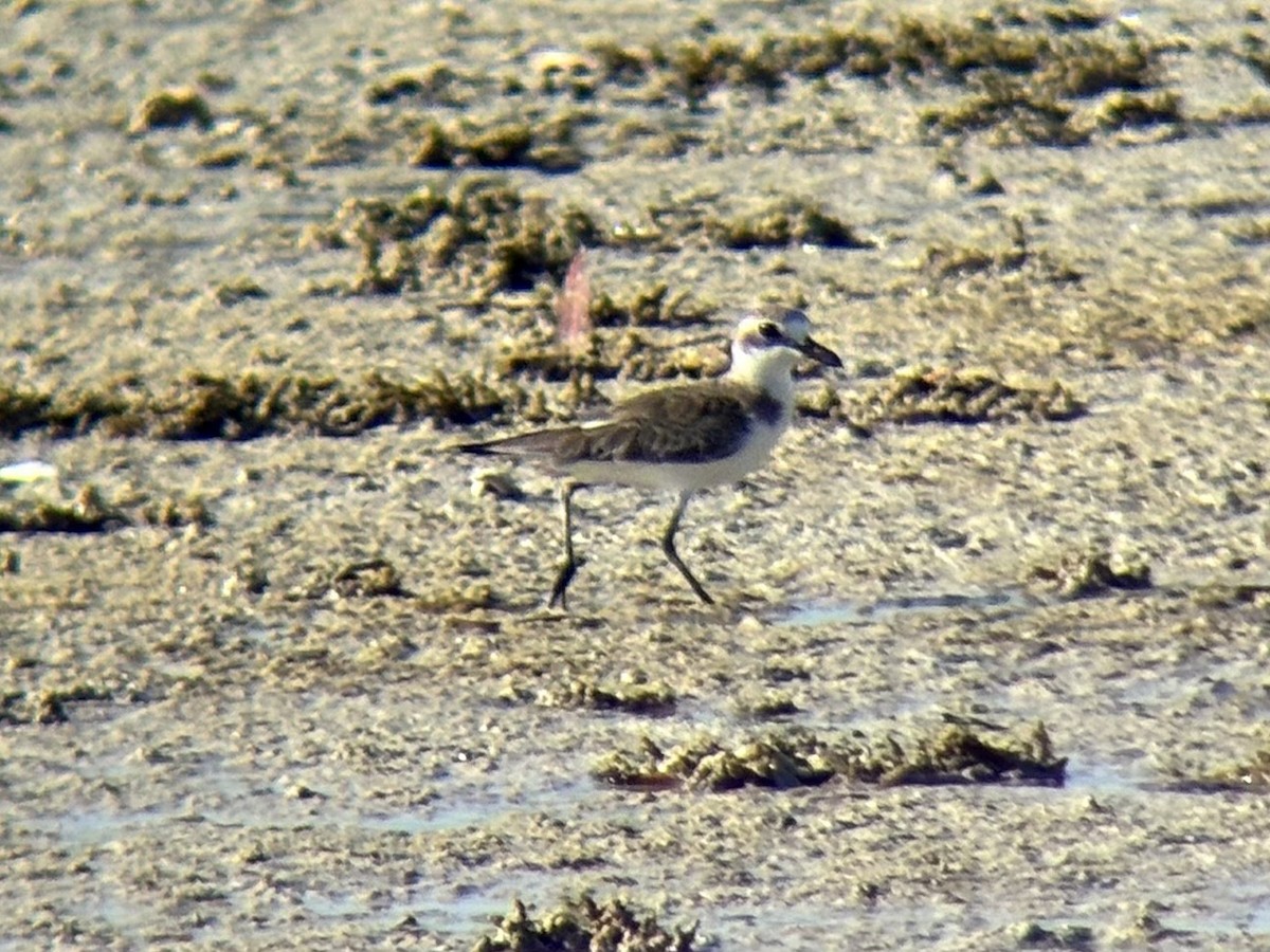 Толстоклювый зуёк - ML646225733