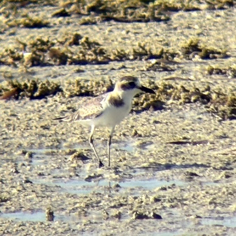 Толстоклювый зуёк - ML646225734