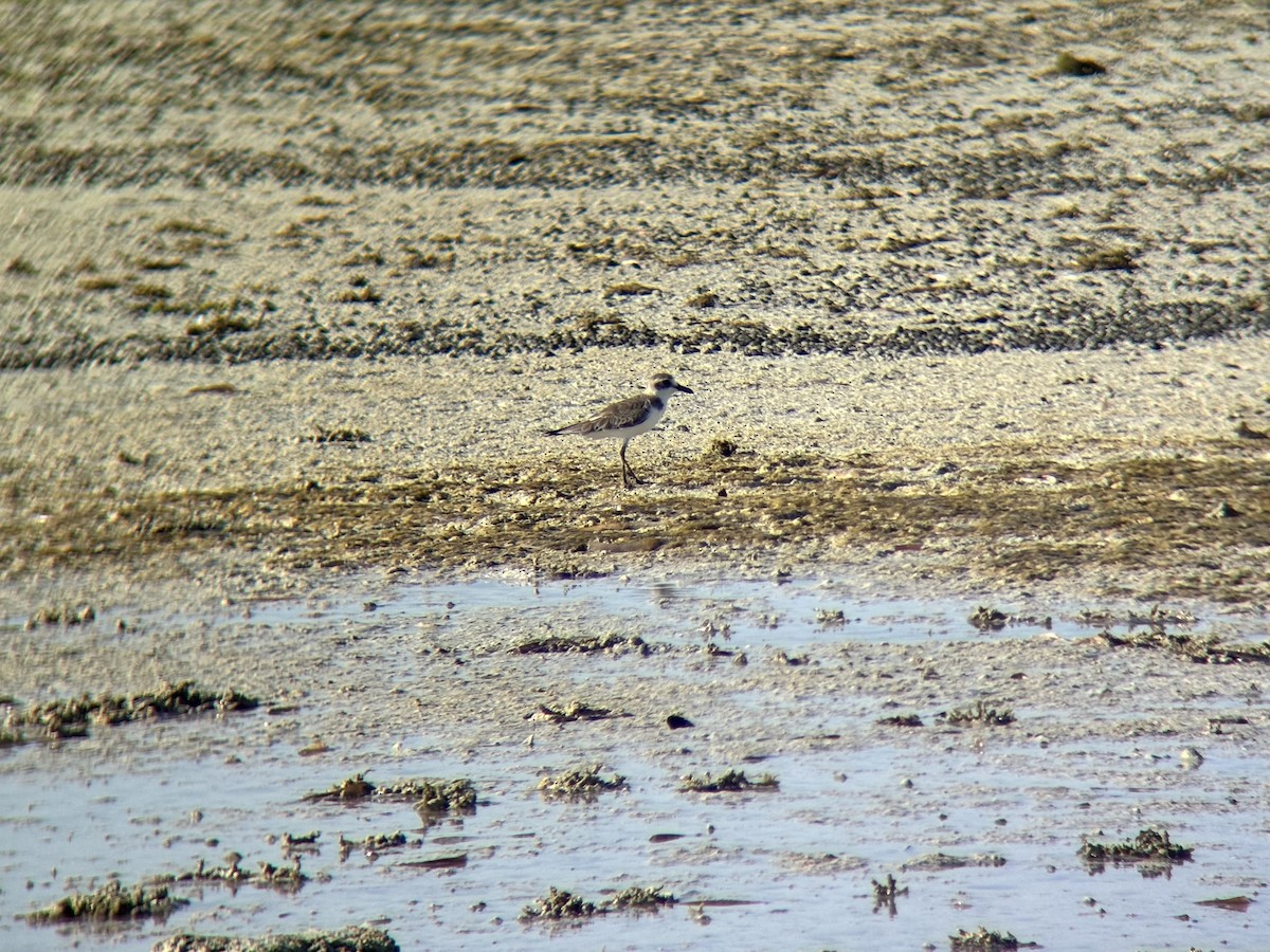 Толстоклювый зуёк - ML646225735