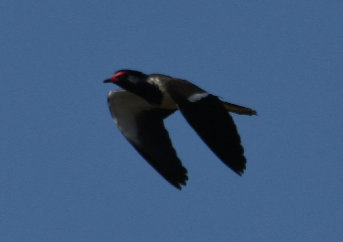 Украшенный чибис - ML646225736