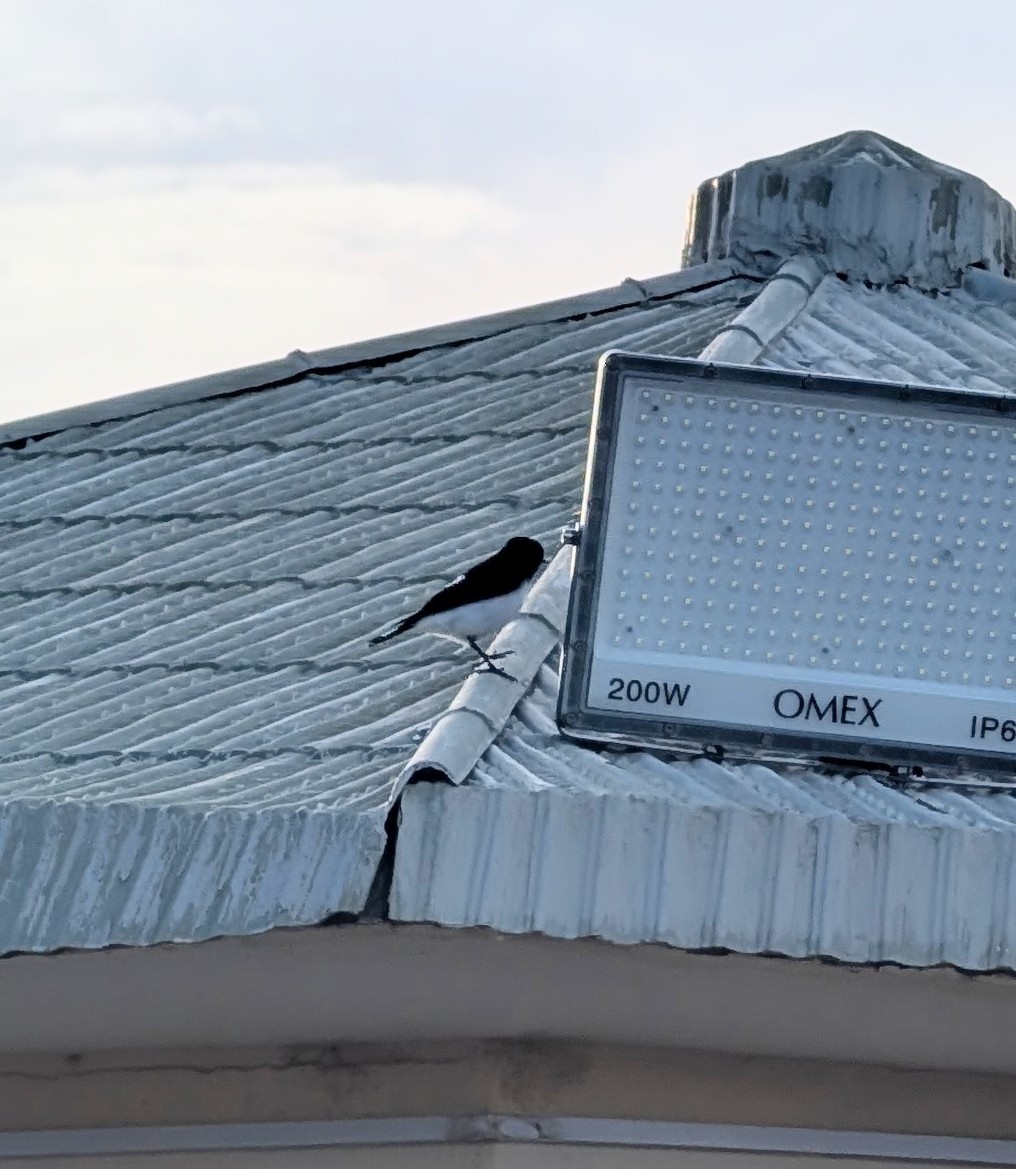 Черноголовая каменка - ML646225737