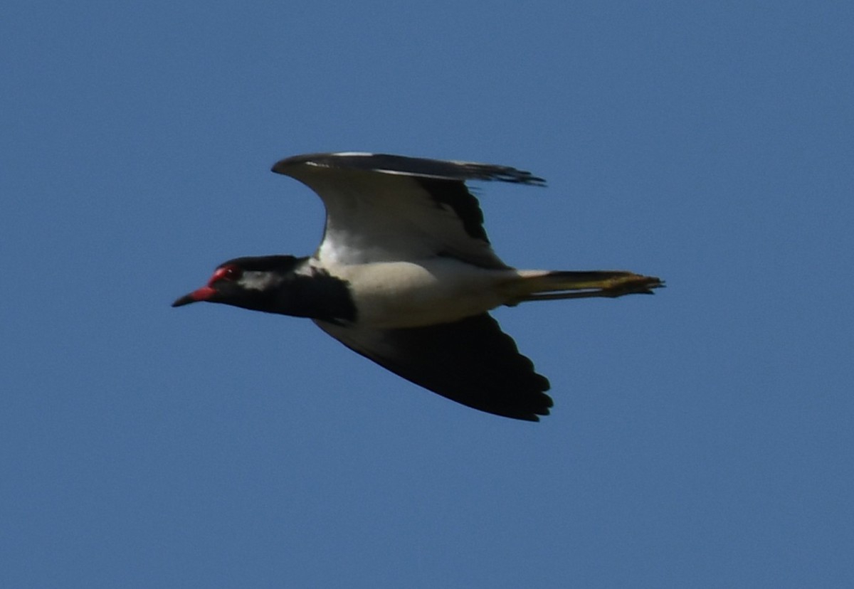 Украшенный чибис - ML646225738