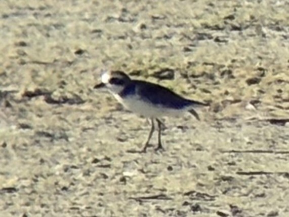 sand-plover sp. - ML646225739