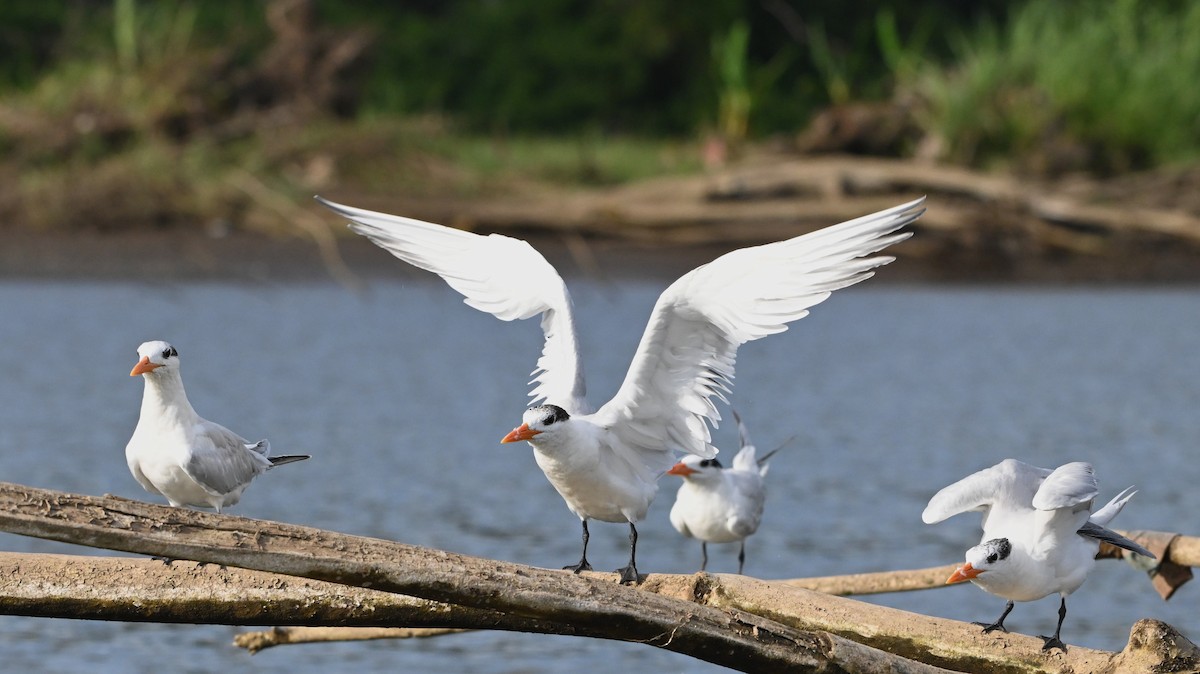 Королевская крачка - ML646225740