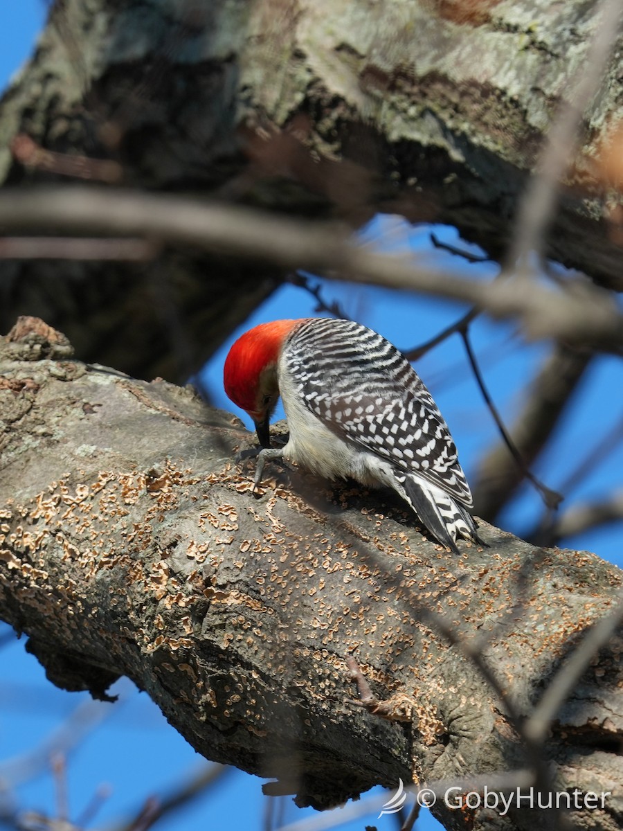 Каролинский дятел - ML646225741