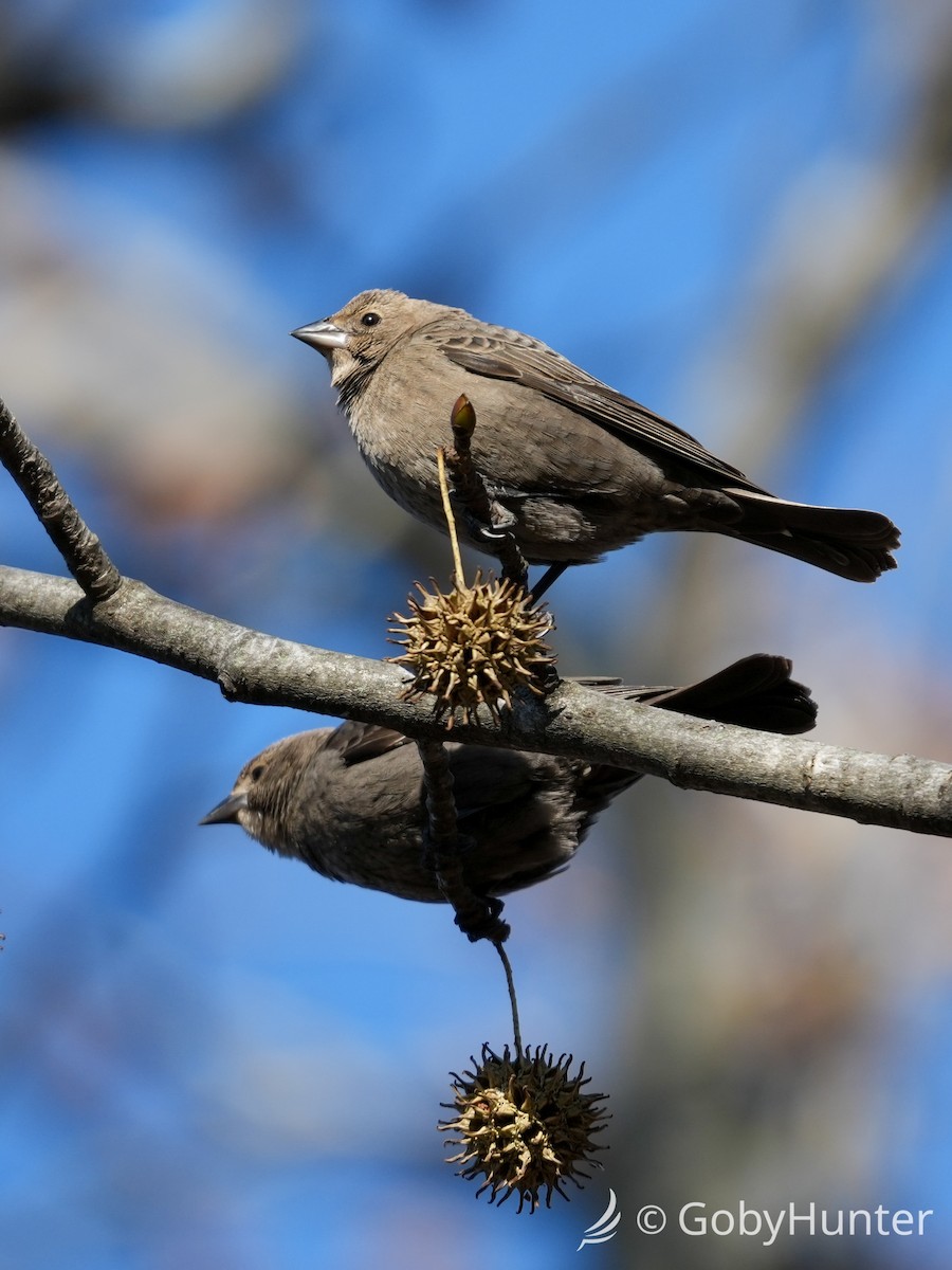 Коровий трупиал, буроголовый желтушник - ML646225746