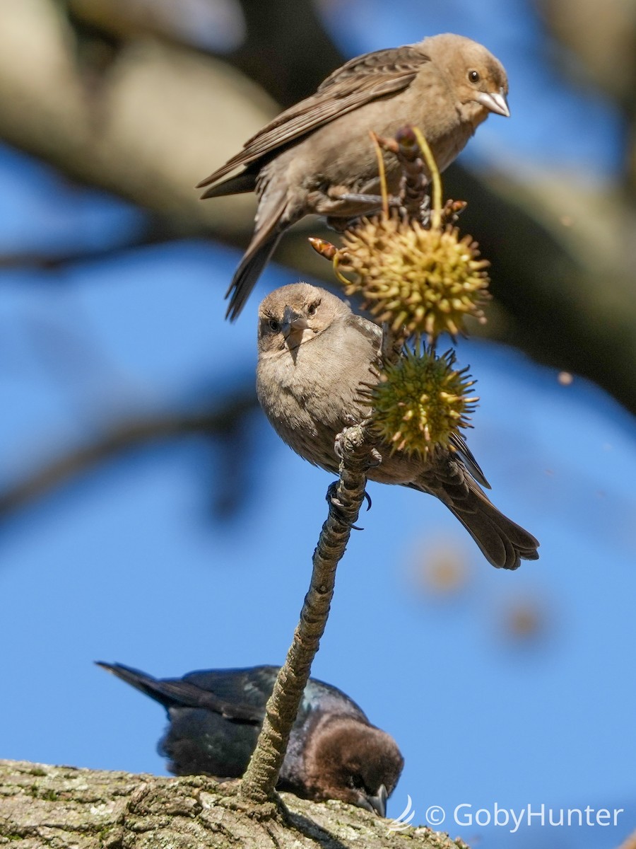 Коровий трупиал, буроголовый желтушник - ML646225747