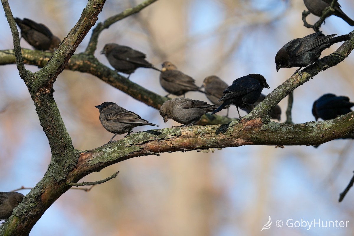 Коровий трупиал, буроголовый желтушник - ML646225748