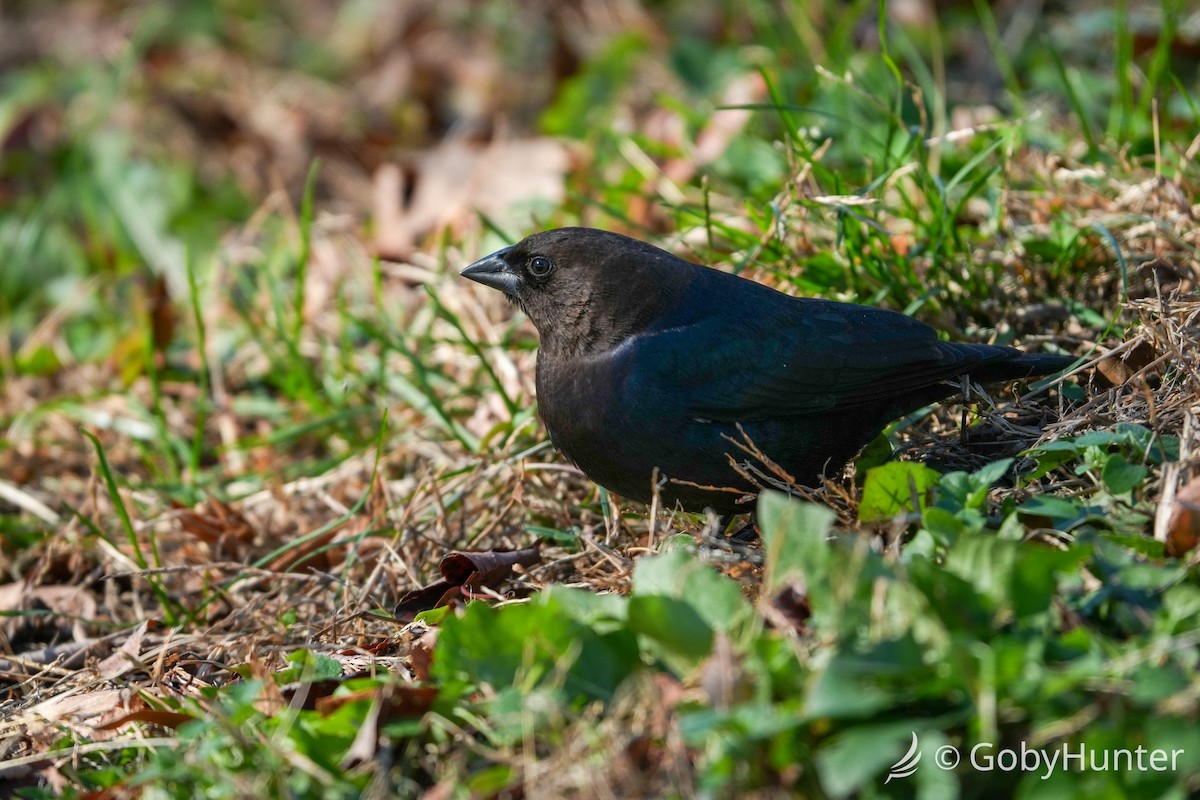 Коровий трупиал, буроголовый желтушник - ML646225749