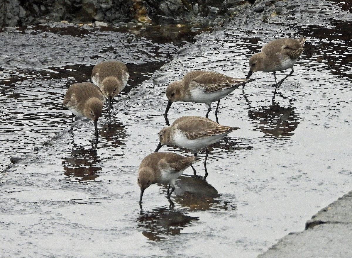 ハマシギ - ML646225760