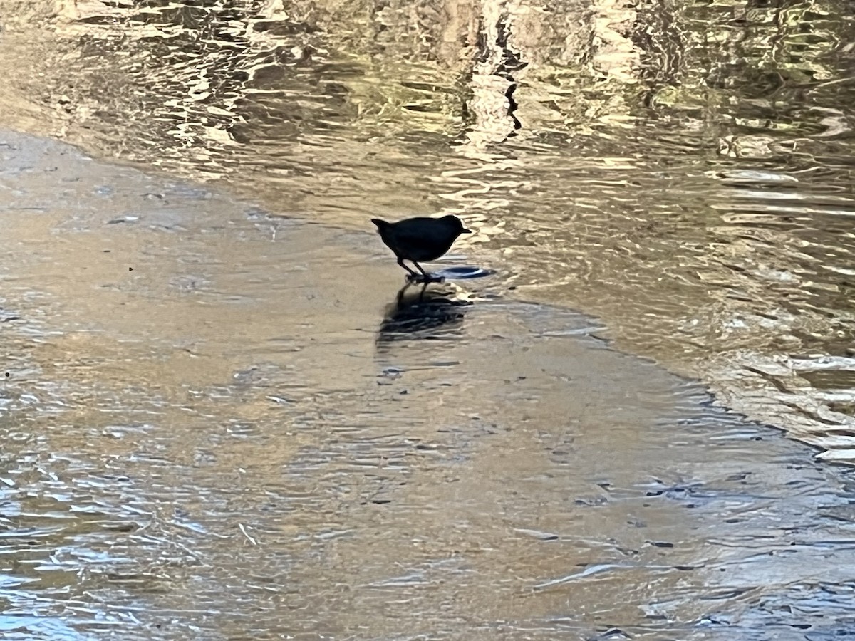 American Dipper - ML646225771