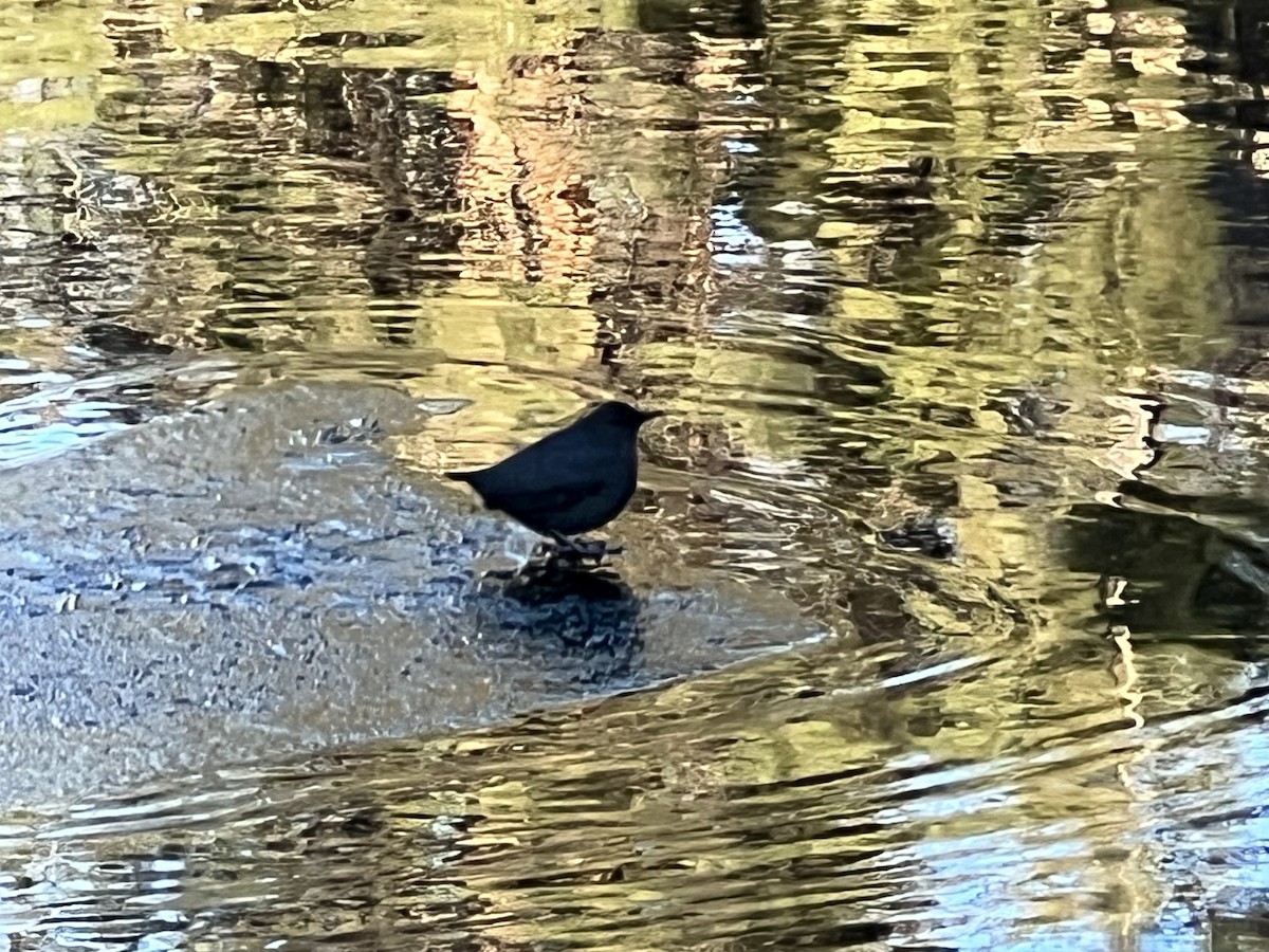 American Dipper - ML646225772