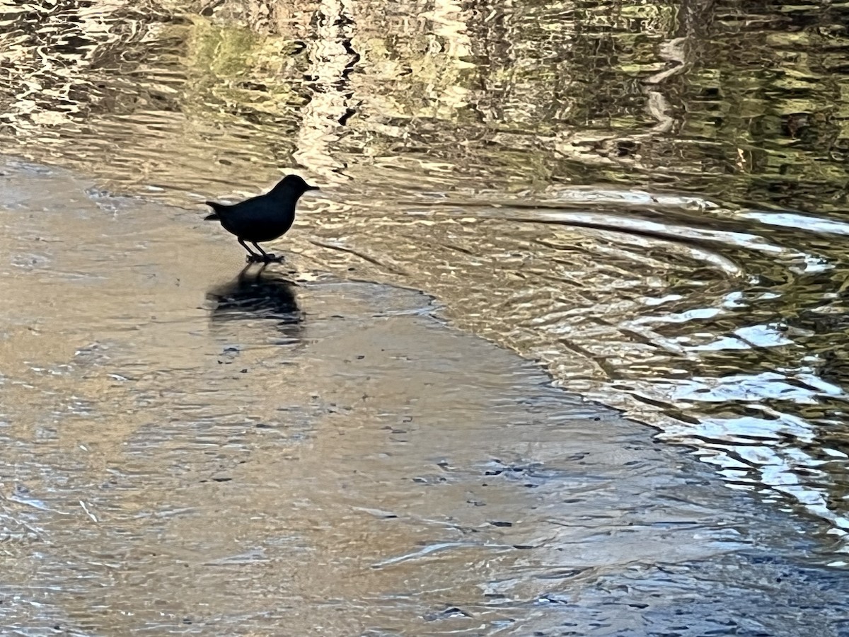 American Dipper - ML646225773