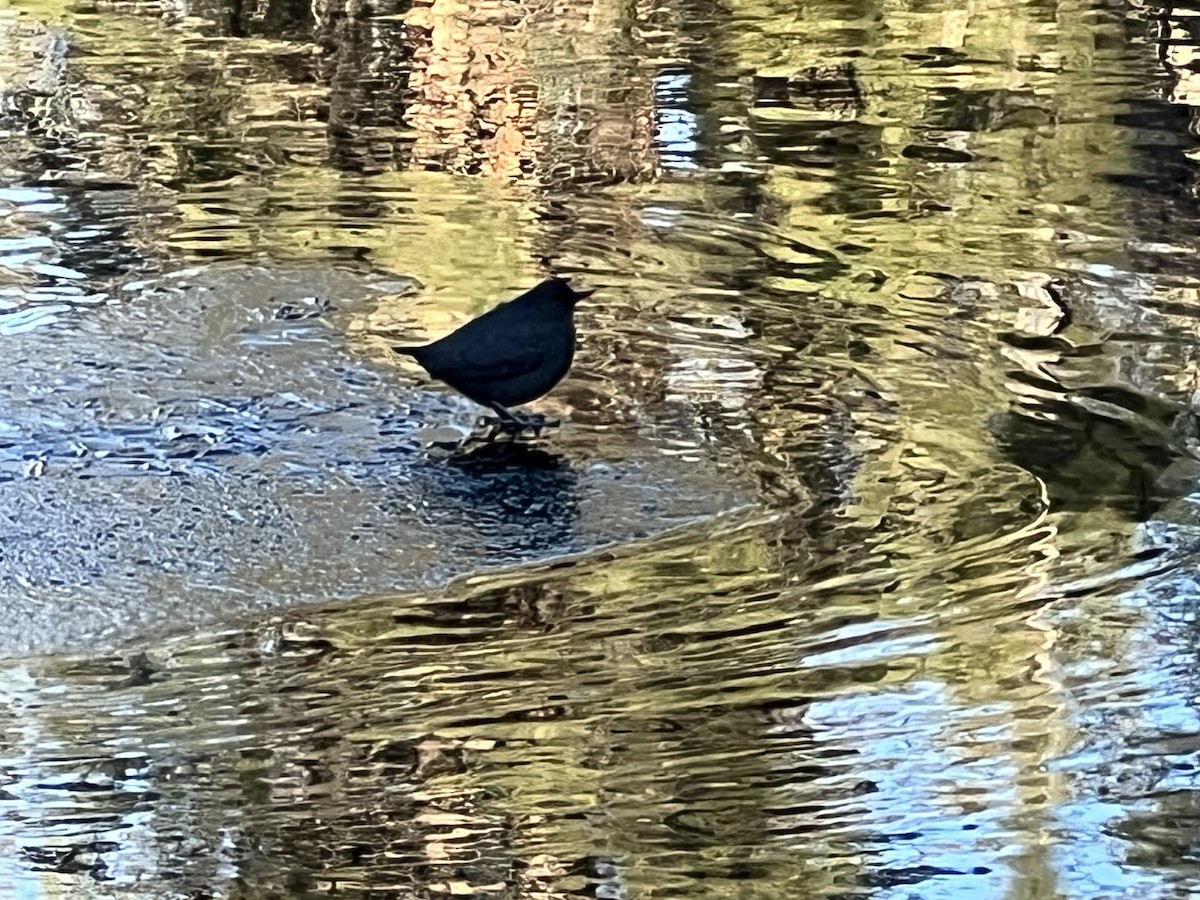 Ur-zozo iparramerikarra - ML646225774