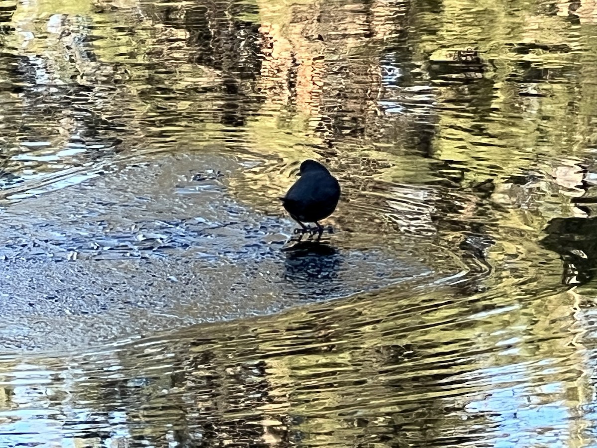 Ur-zozo iparramerikarra - ML646225775