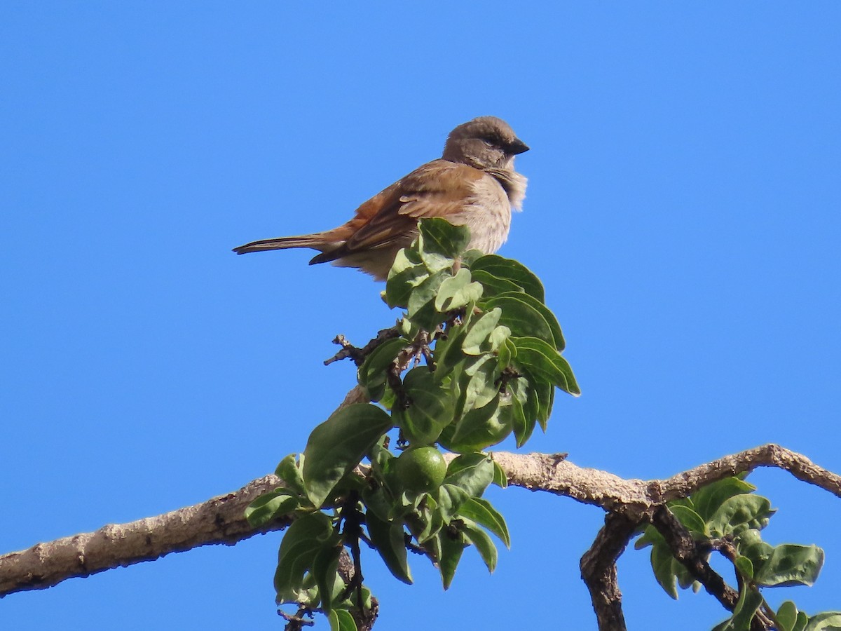 Southern Gray-headed Sparrow - ML646225776