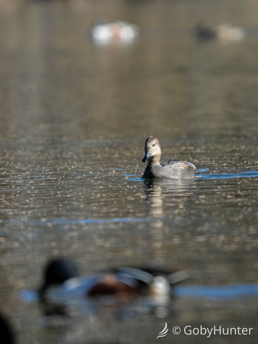 Ipar-ahatea - ML646225777