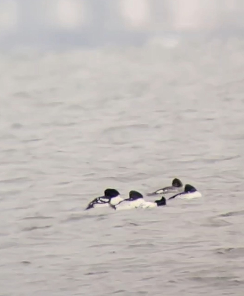 Murgilari islandiarra - ML646225778