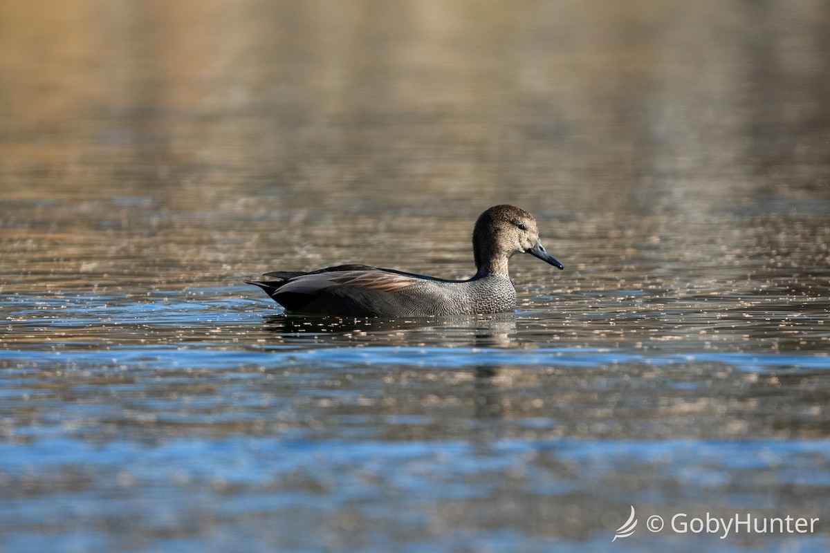 Ipar-ahatea - ML646225779