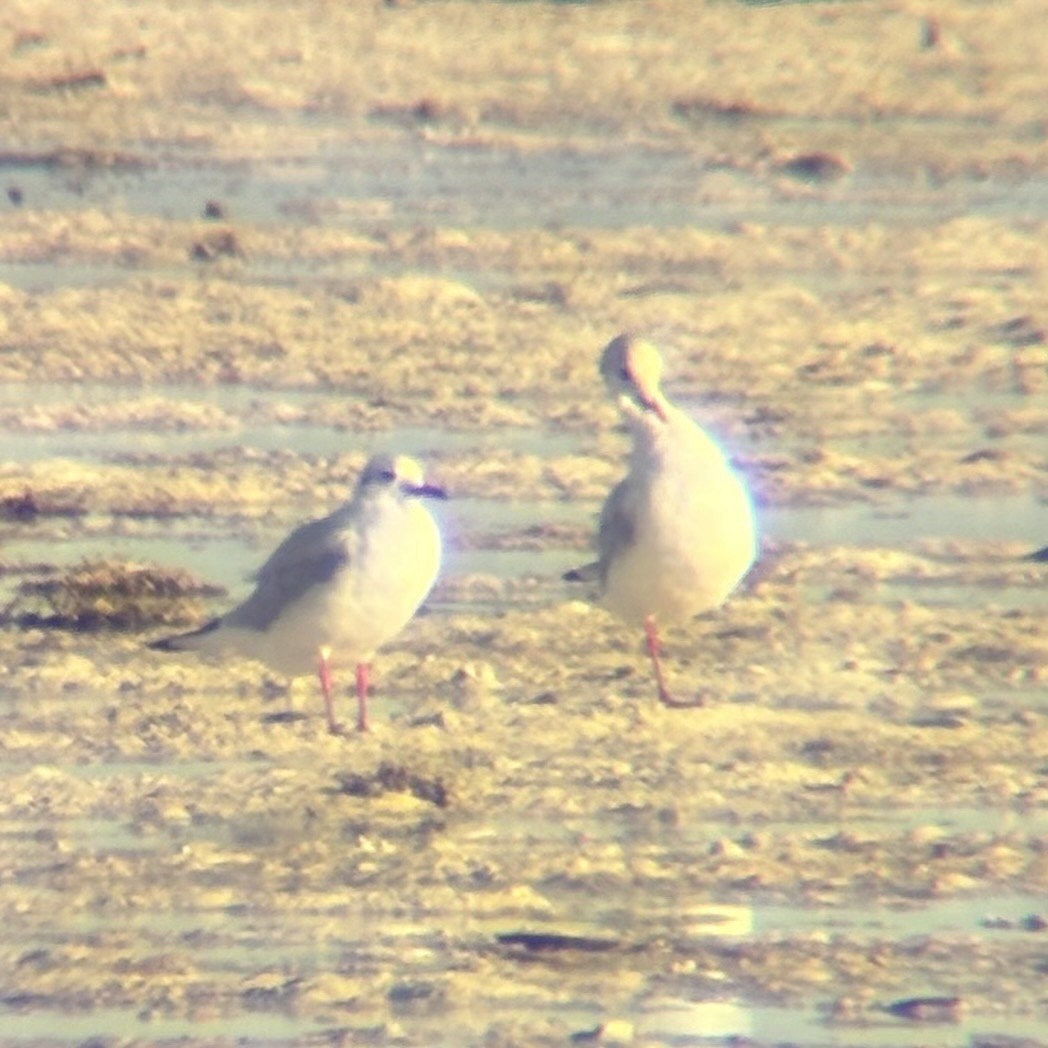 Antxeta mokogorria - ML646225780