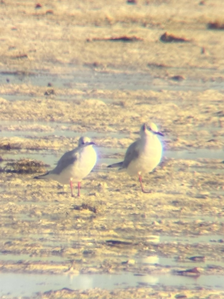 Antxeta mokogorria - ML646225781